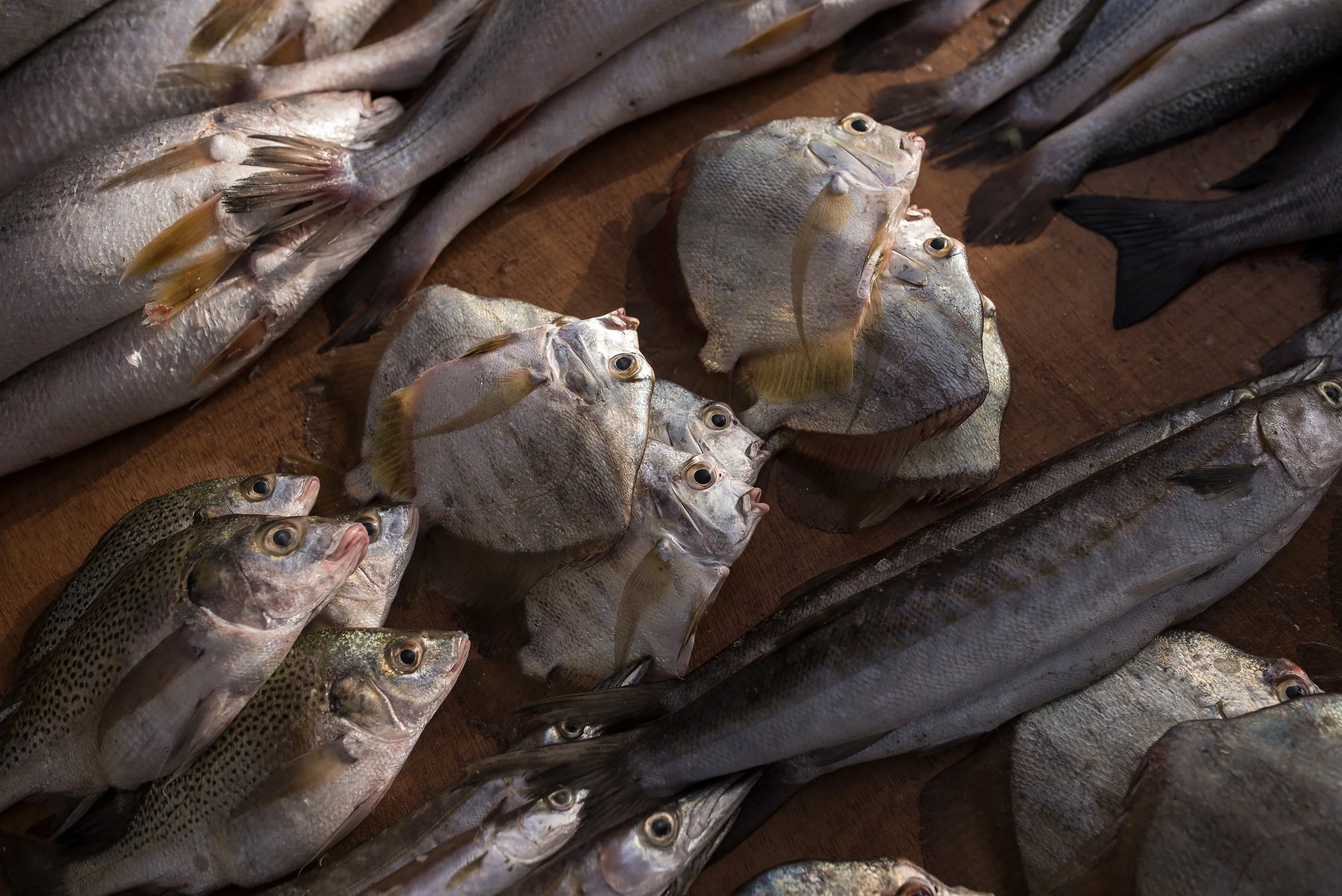 Pescado fresco en una mesa de madera, incluyendo diversas especies como tilapia y otras variedades. 