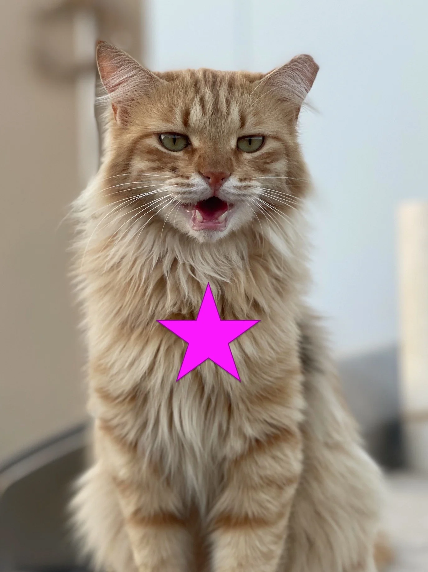 FLUFFER NUTTER
