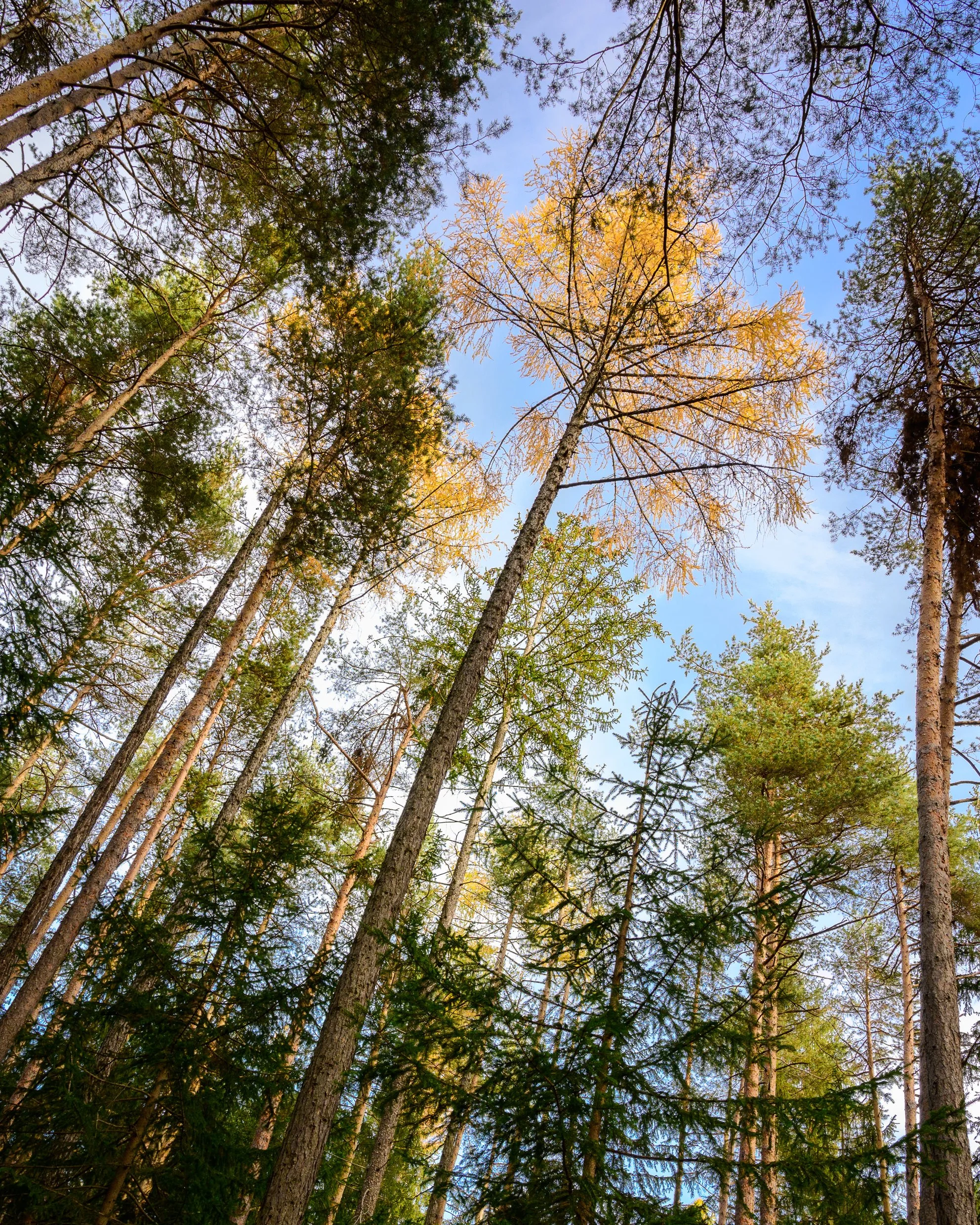 Looking up at tall trees in a forest with a blue sky and some clouds visible through the branches.