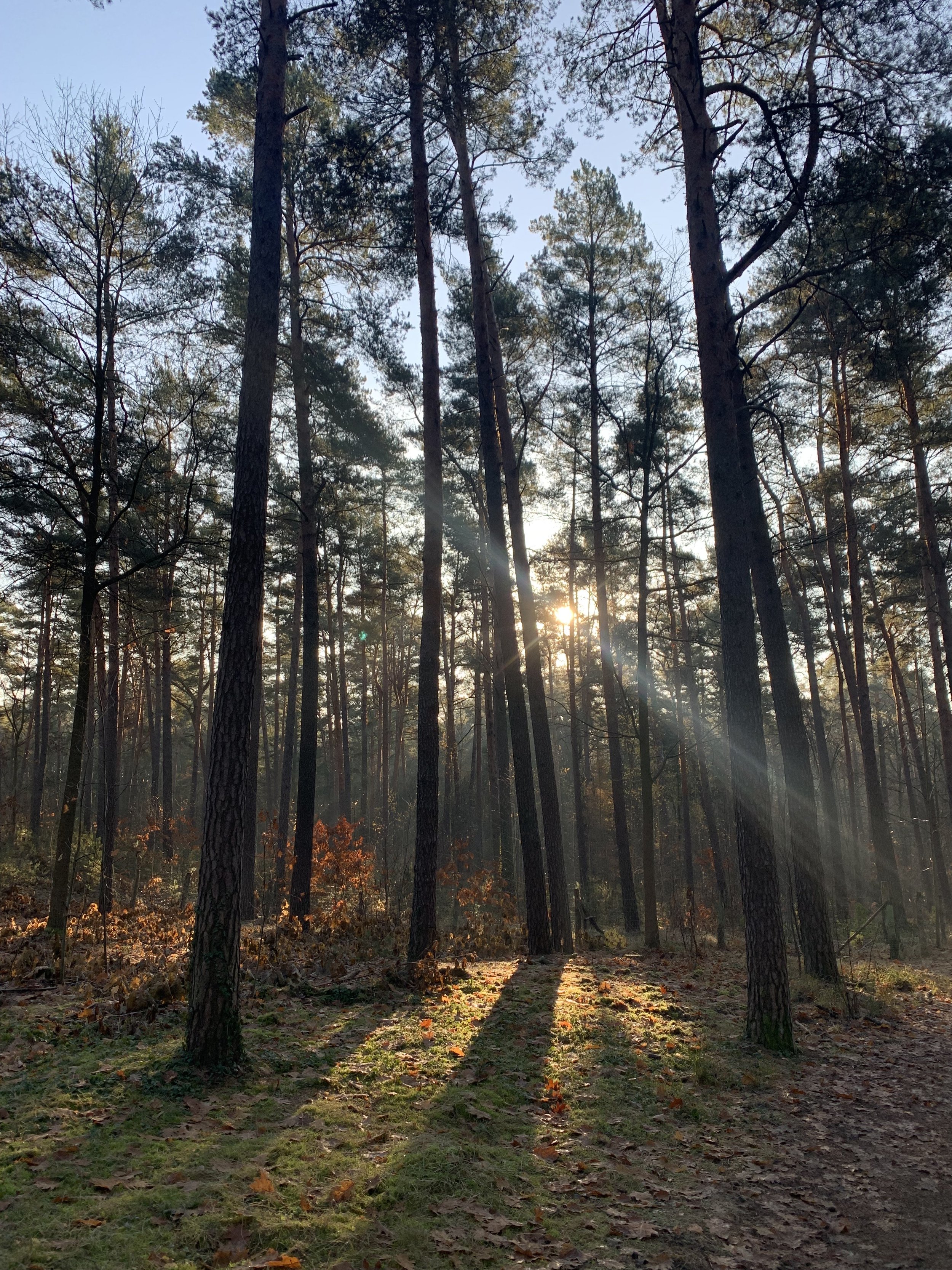 Herbst beim Waldbaden Shinrin-Yoku