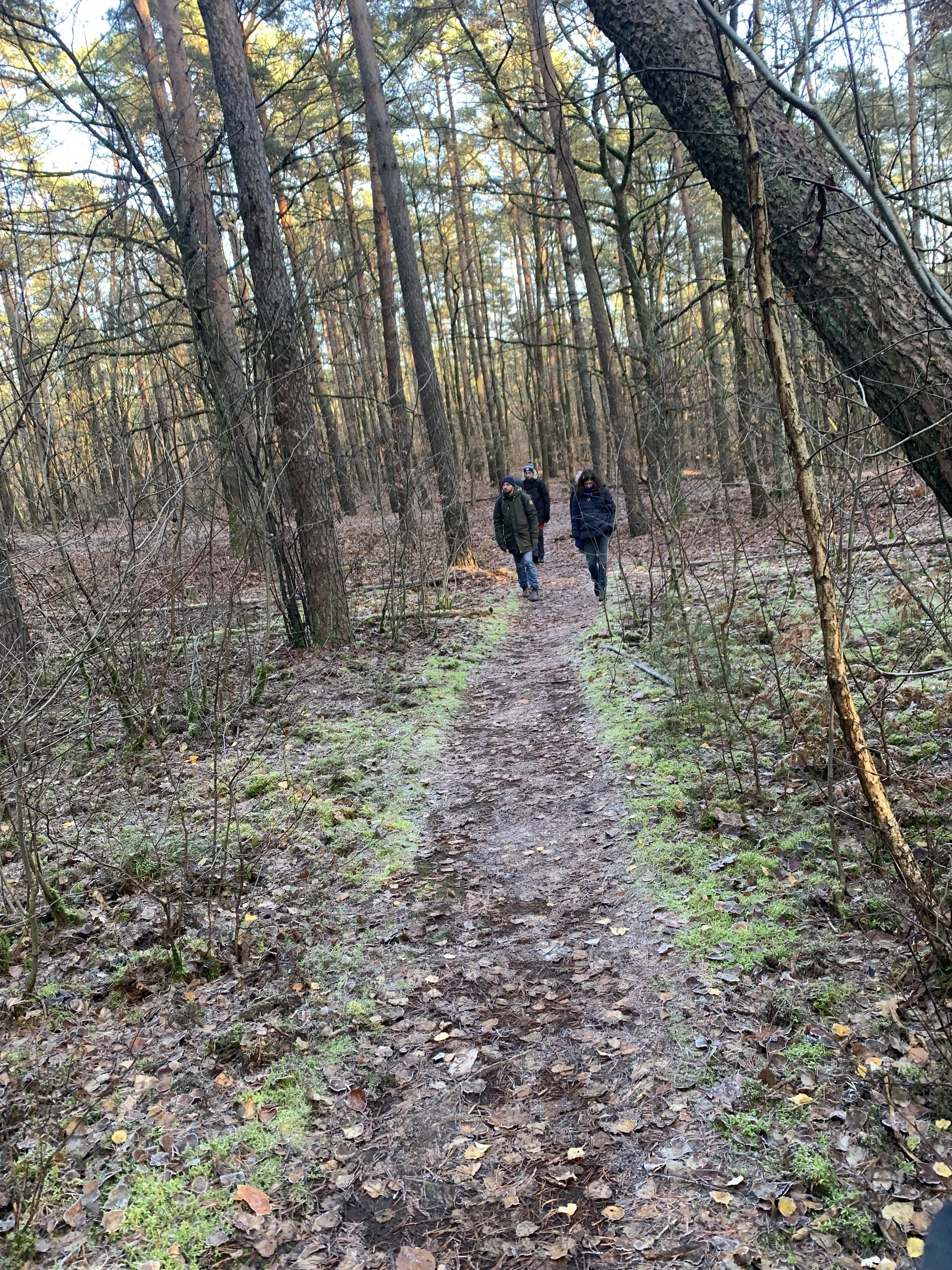 Schlendern beim Waldbaden Shinrin-Yoku