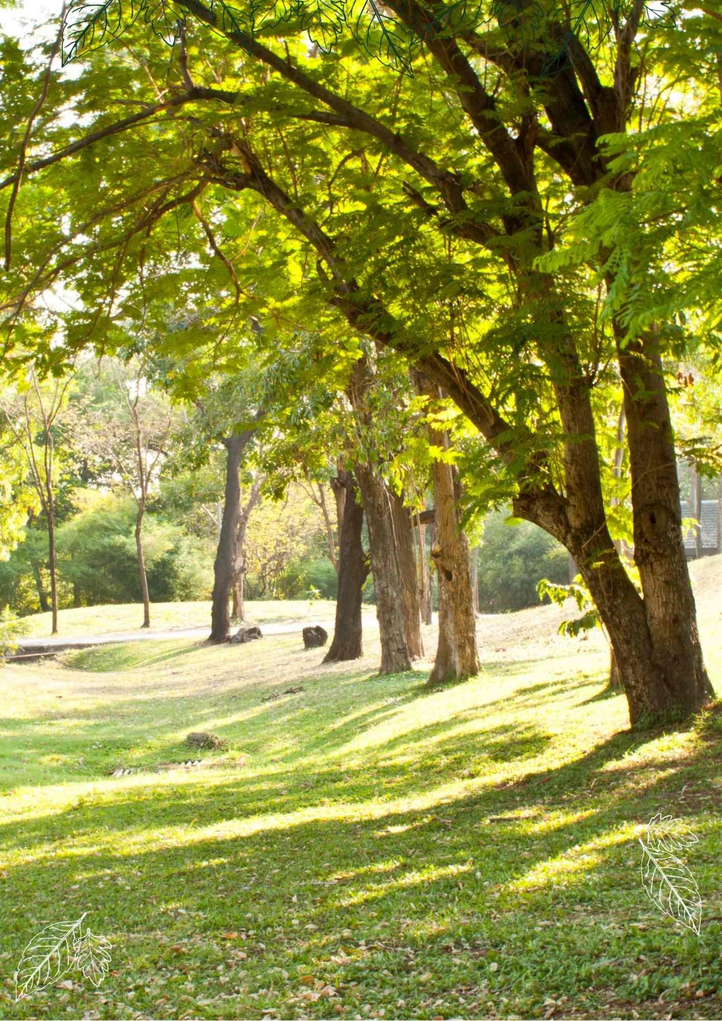 Ein sonniger Park mit mehreren Bäumen, die Schatten auf das grüne Gras werfen, perfekt für Waldbaden in der Stadt.