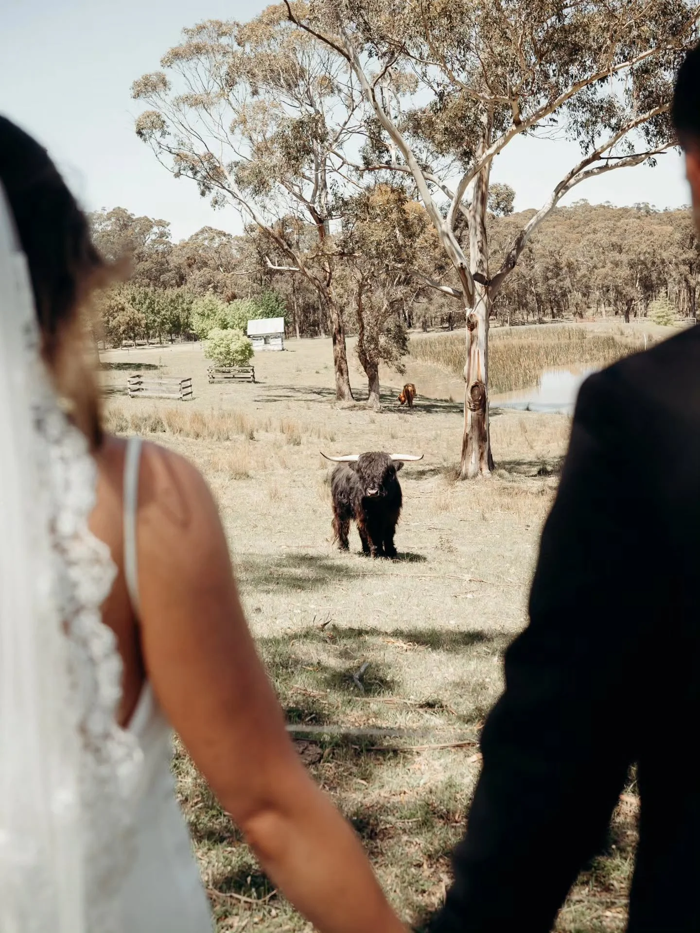Amber and Mathew wrote their own rules and created the dreamiest elopement day. My heart feels so full having been trusted to capture it.🤍

@mountmacedonwinery 
@thescarlettcelebrant