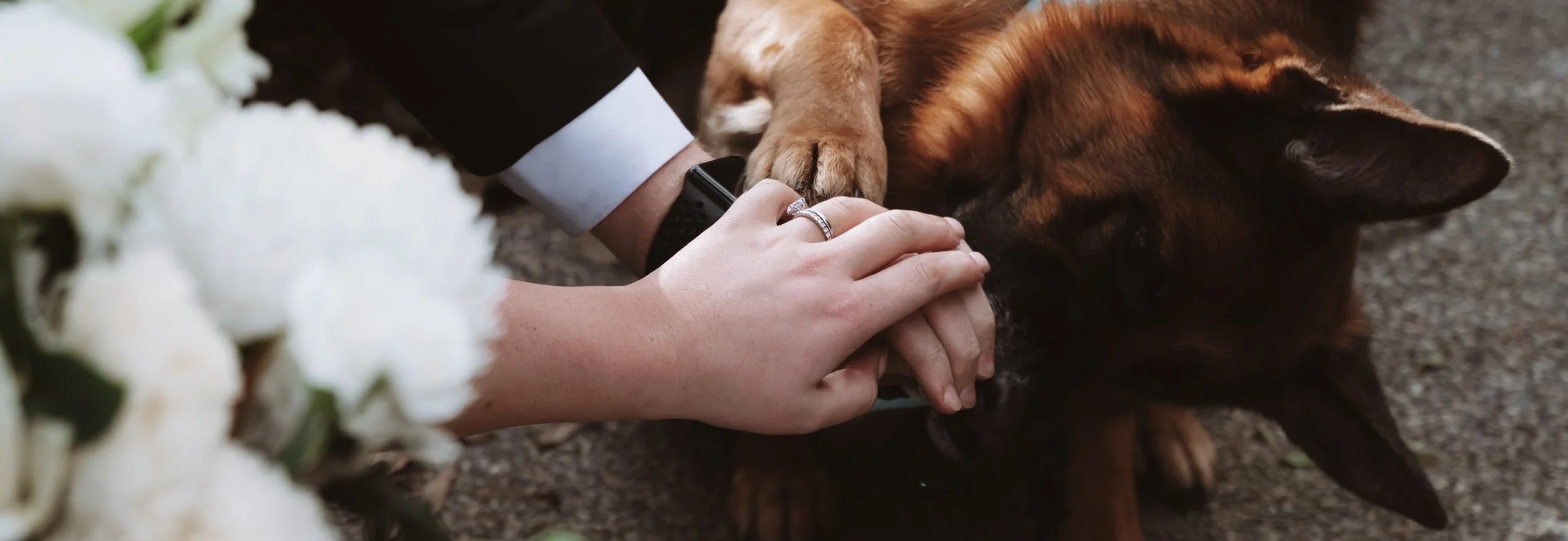 A person in a dark suit and a white shirt is holding and petting a brown dog. The person is wearing a ring and a wristwatch. The dog's paw is resting on the person's hand, and the background includes white flowers.