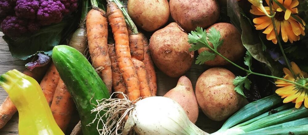 ECO-nomics of Permaculture: Creating Sustainable Livelihoods