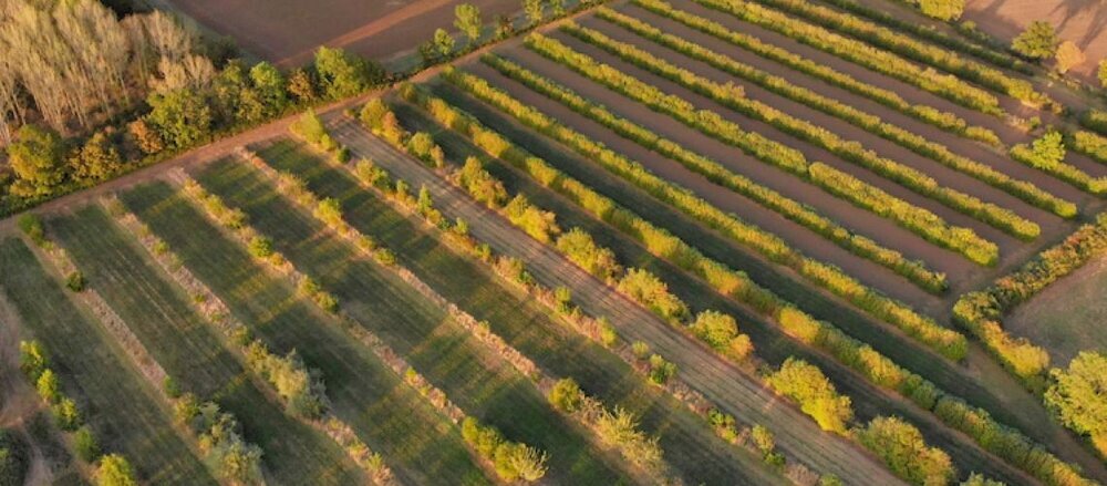 Introduction to Agroforestry @ Wakelyns Farm with Marina O'Connell