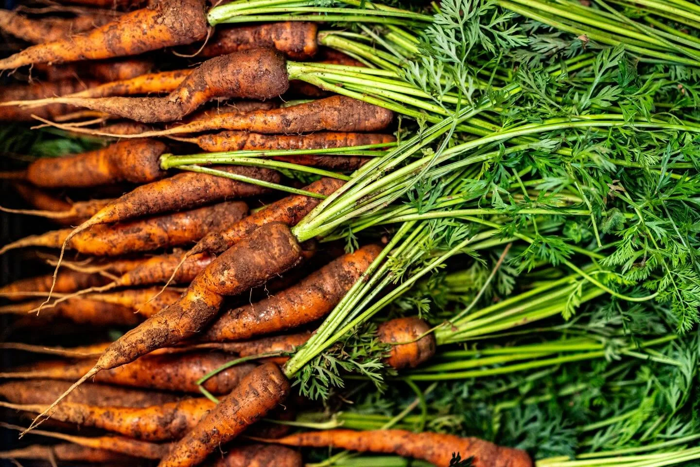 At the Apricot Centre, every crop tells a story of soil health, resilience and regenerative growing. This week the spotlight is on our vibrant carrots, grown in living soil that supports biodiversity and nutrient-rich harvests. From seed to storage, 