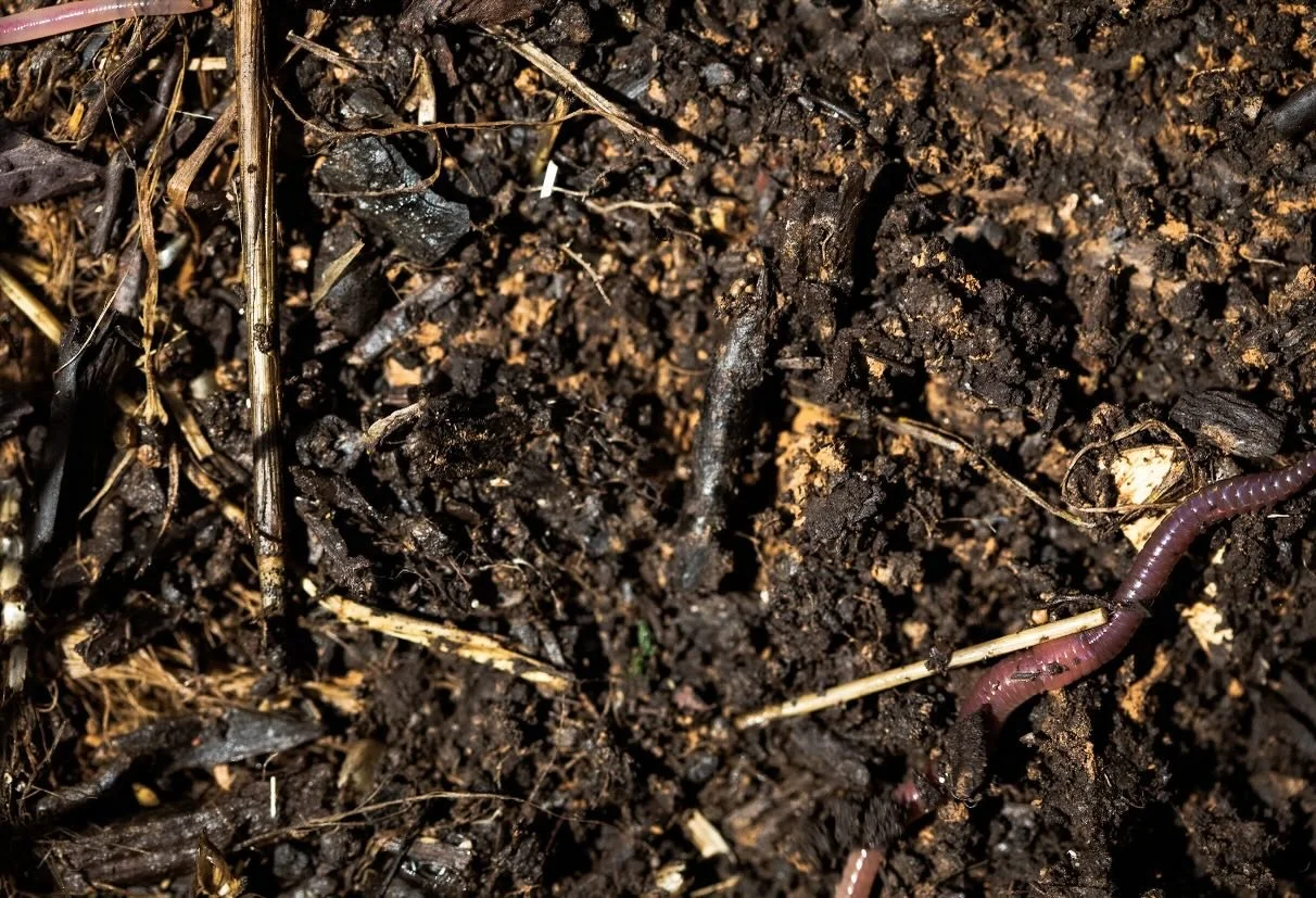 World Soil Day!!!! 
Healthy soil = a healthy future.
At the Apricot Centre, we&rsquo;re putting our hands into regenerating the ground beneath our feet. From rebuilding soil structure and increasing organic matter to restoring biodiversity and suppor