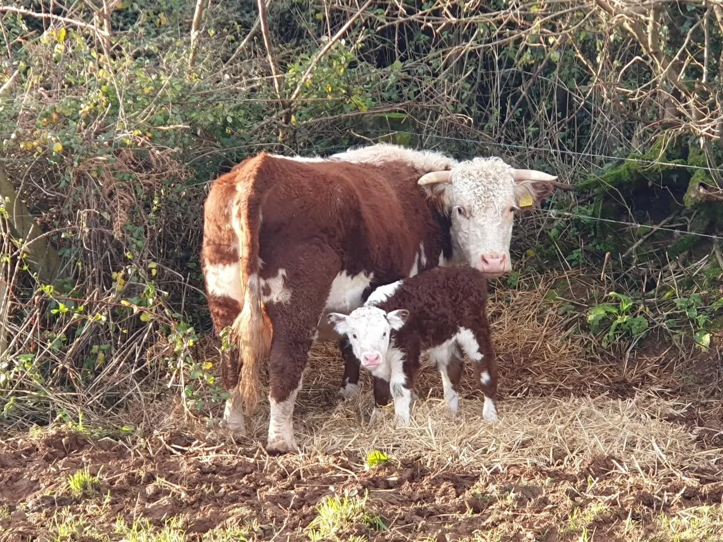 We&rsquo;re thrilled to celebrate the very first calf born on our farm. This beautiful baby is already thriving, thanks to its amazing mama. Seeing the two of them together in our fields has filled us with so much joy.
Here&rsquo;s to new life, new b