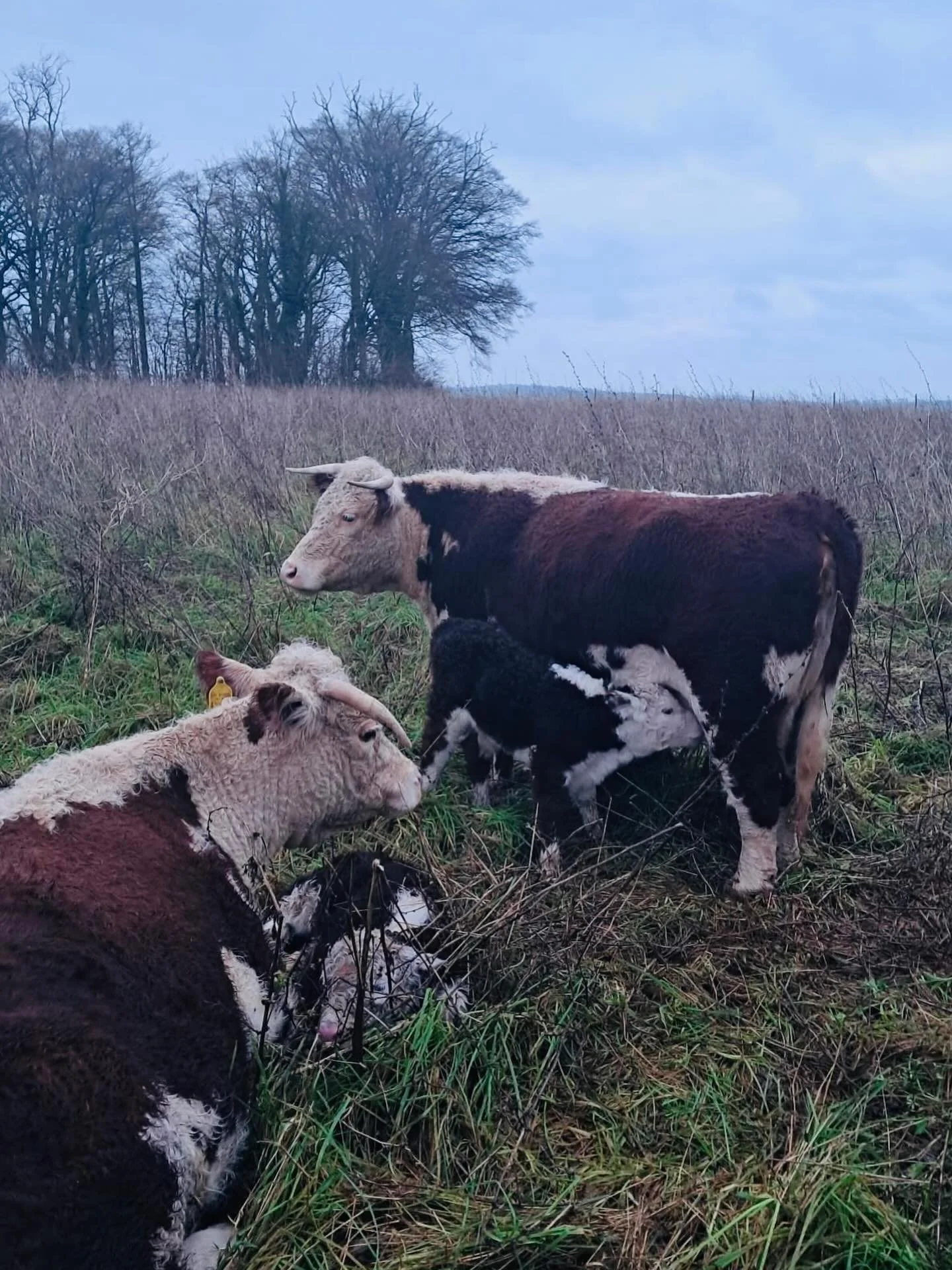 Our animals are a vital part of how we care for the land. We farm using regenerative, organic and biodynamic principles, working with nature rather than against it.
Carefully managed grazing helps rebuild healthy soils, supports biodiversity, improve