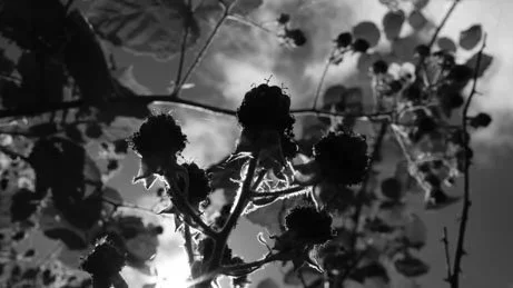 Therapeutic Photography: Black and white. Blackberry bush with fruit.