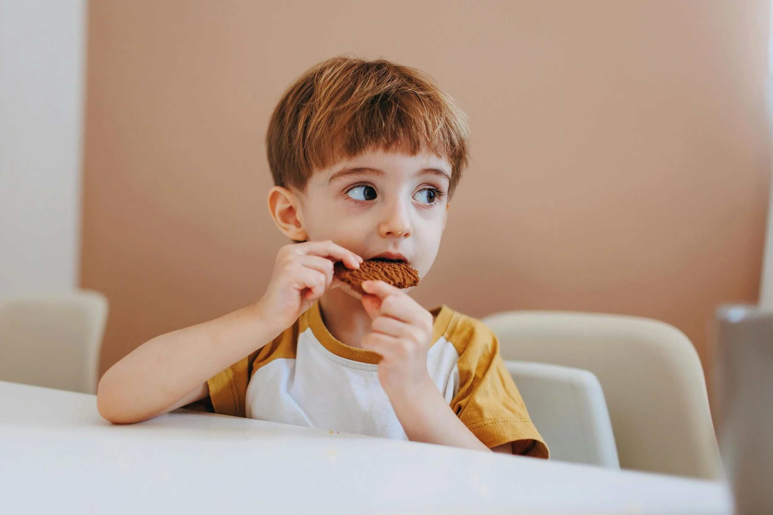 A young boy with red hair and blue eyes sitting at a table, holding and eating a chocolate cookie.