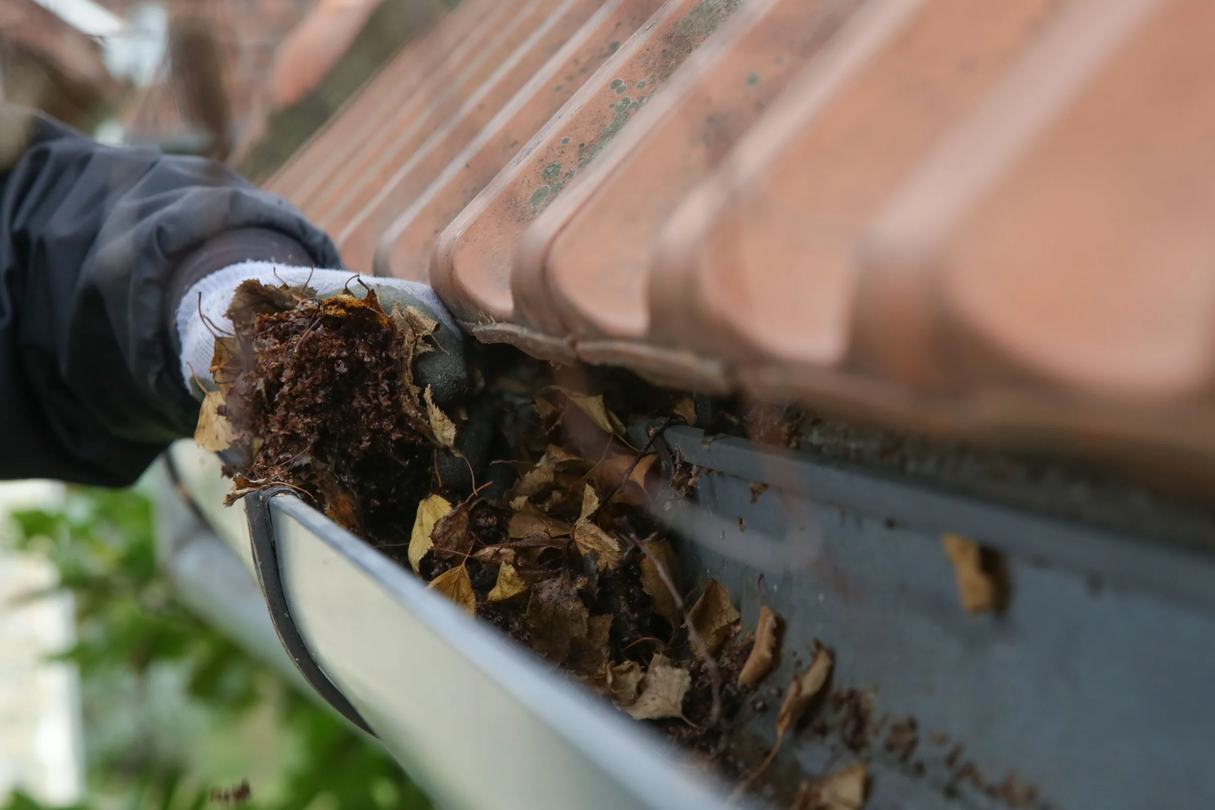 Professional cleaning debris and dirt from residential rain gutters on a shingle roof.