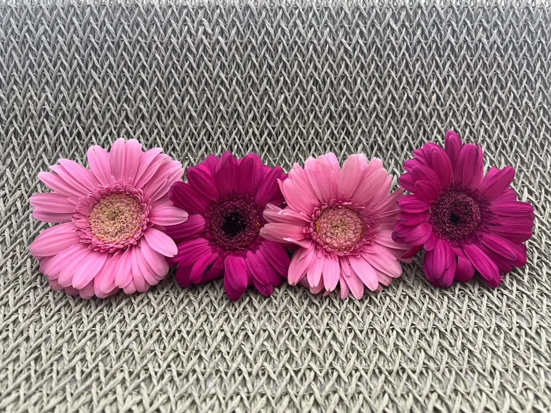 Four colorful flowers in shades of pink and purple arranged in a row on a textured gray surface.