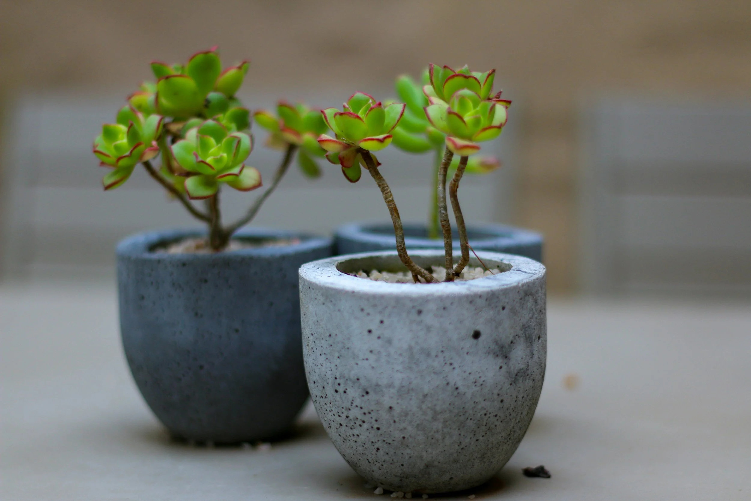 Minimalist desk plants and concrete office decor representing growth and sustainability.