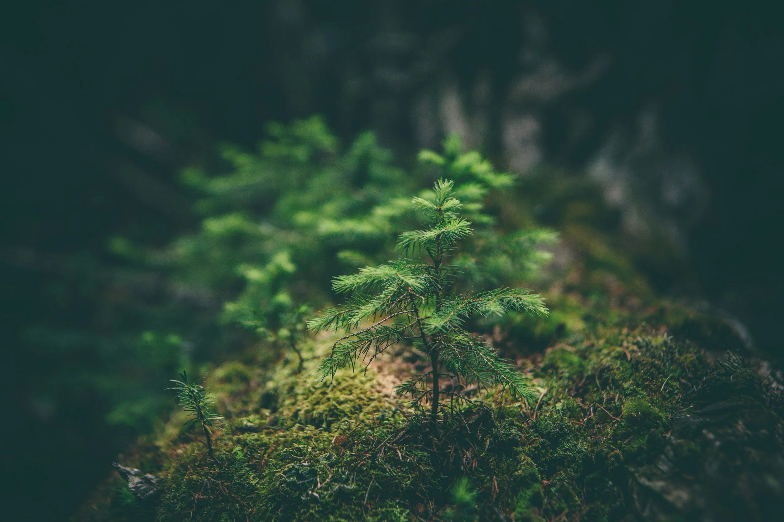 A small green pine seedling growing on mossy ground in a forest.