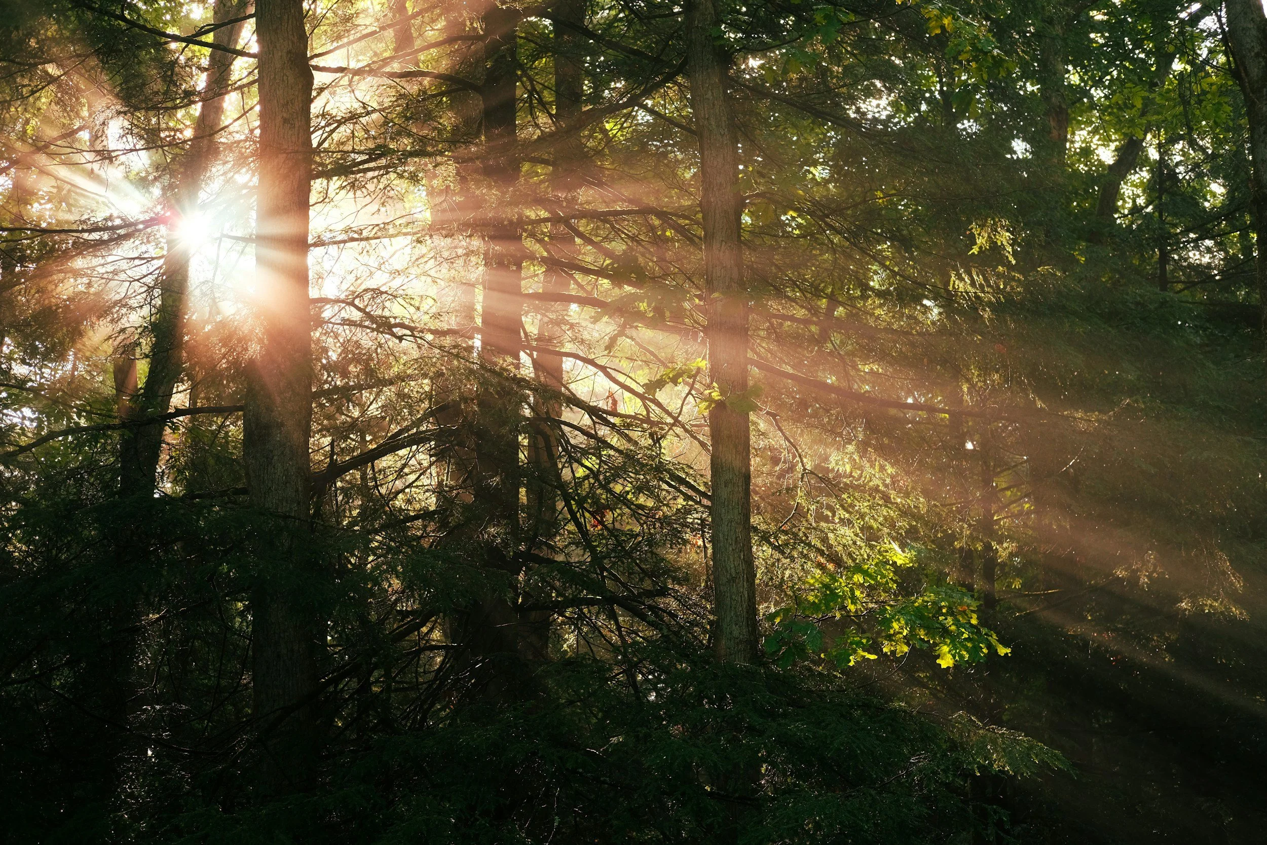Sunlight filtering through a dense forest of tall trees with green leaves and branches.