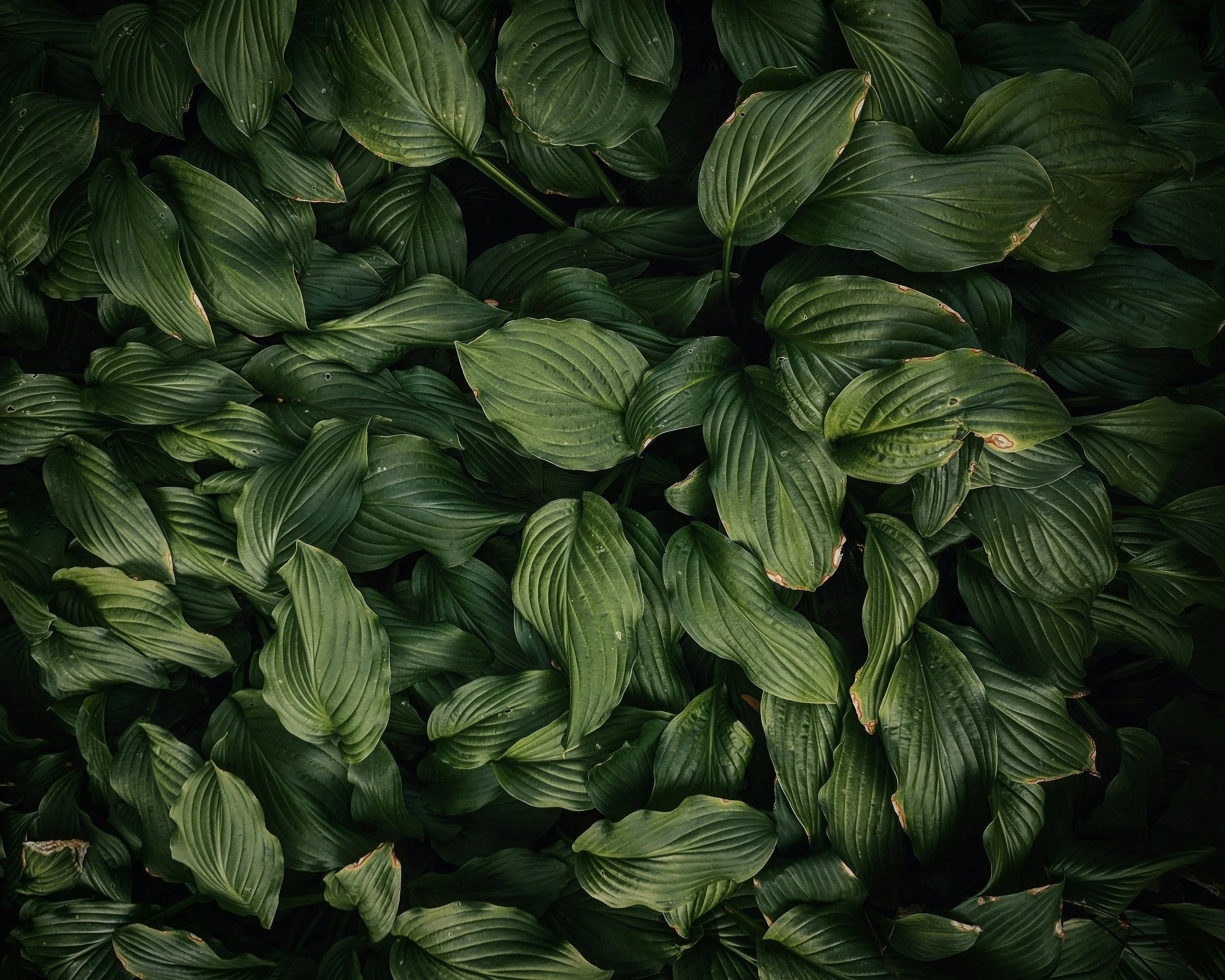 A dense cluster of green leaves with prominent veins, some edges slightly browned.