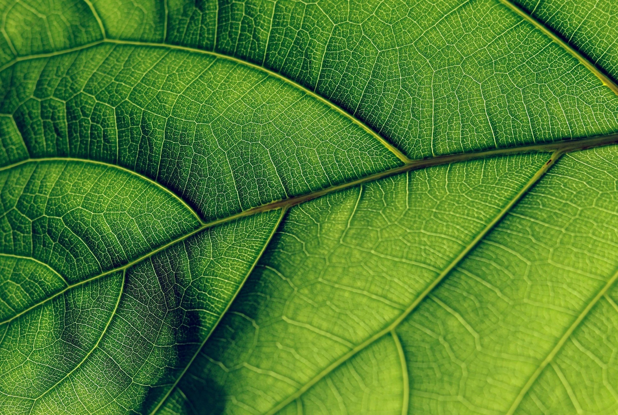 Close-up of green leaf showing detailed venation pattern.