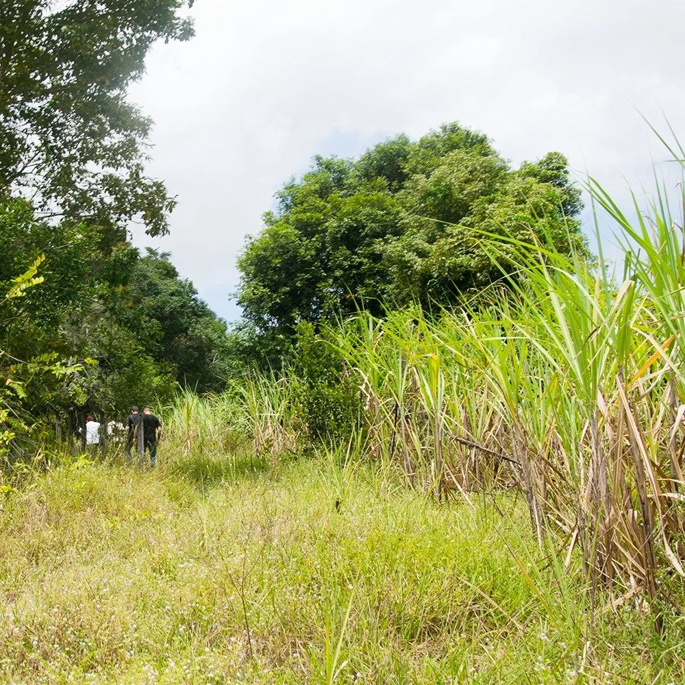 About Us — Rapid Reforest