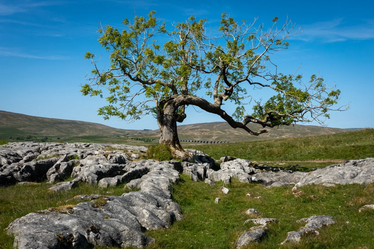 Charlies Tree.jpg