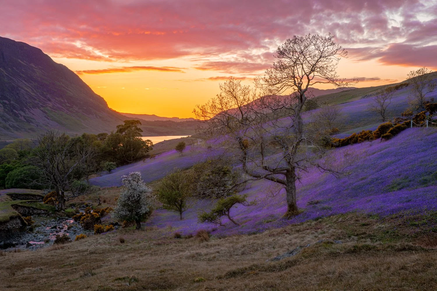 Bluebell Fields.jpg