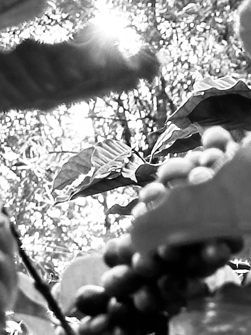Close-up black and white photo of a coffee plant with ripe coffee cherries, surrounded by broad leaves, in a natural outdoor setting with sunlight filtering through trees.