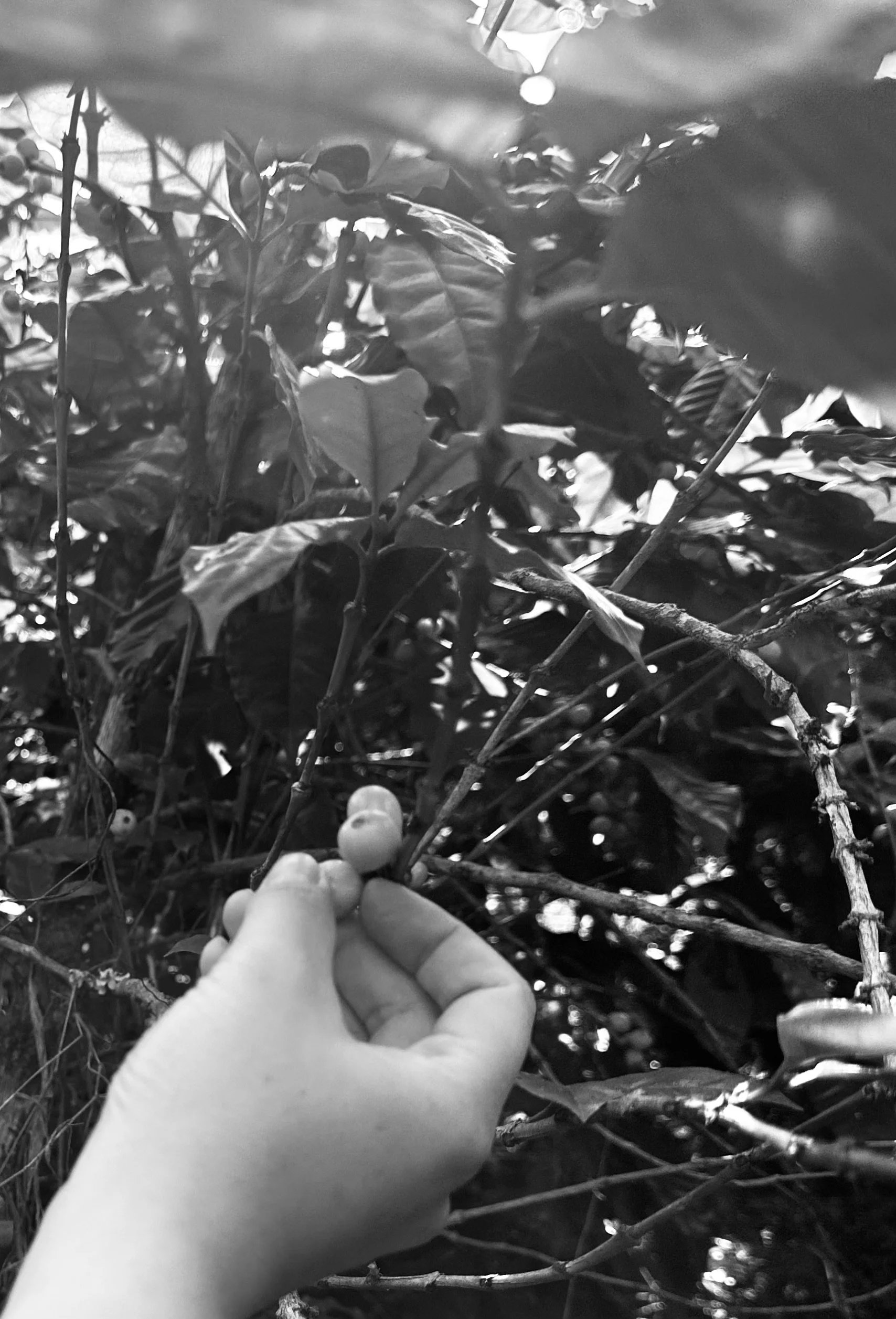 A hand holding a ripe coffee cherry on a branch amid dense coffee plant leaves.