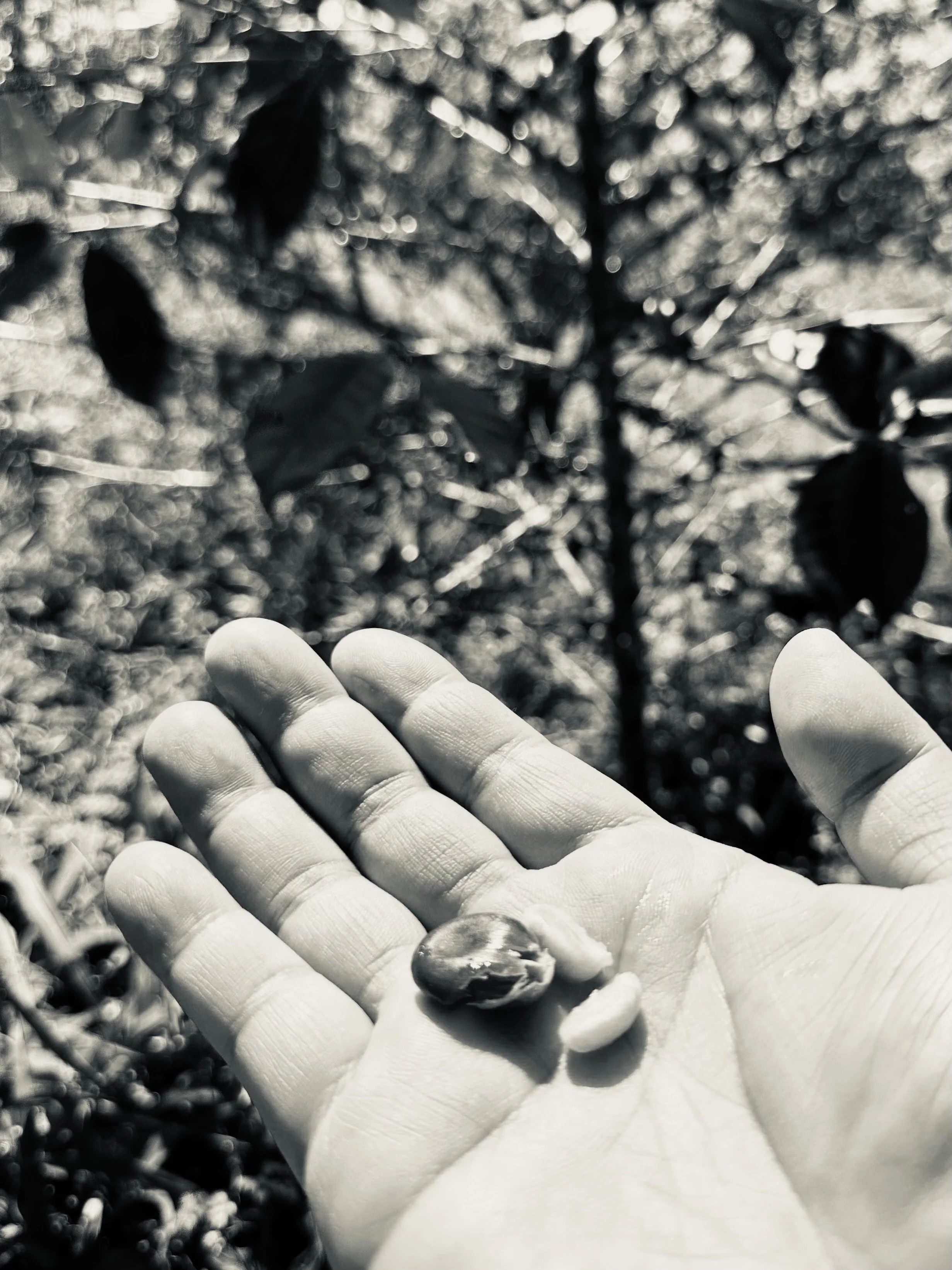 Close-up of a person's hand holding a small seed or nut over plants in the background.