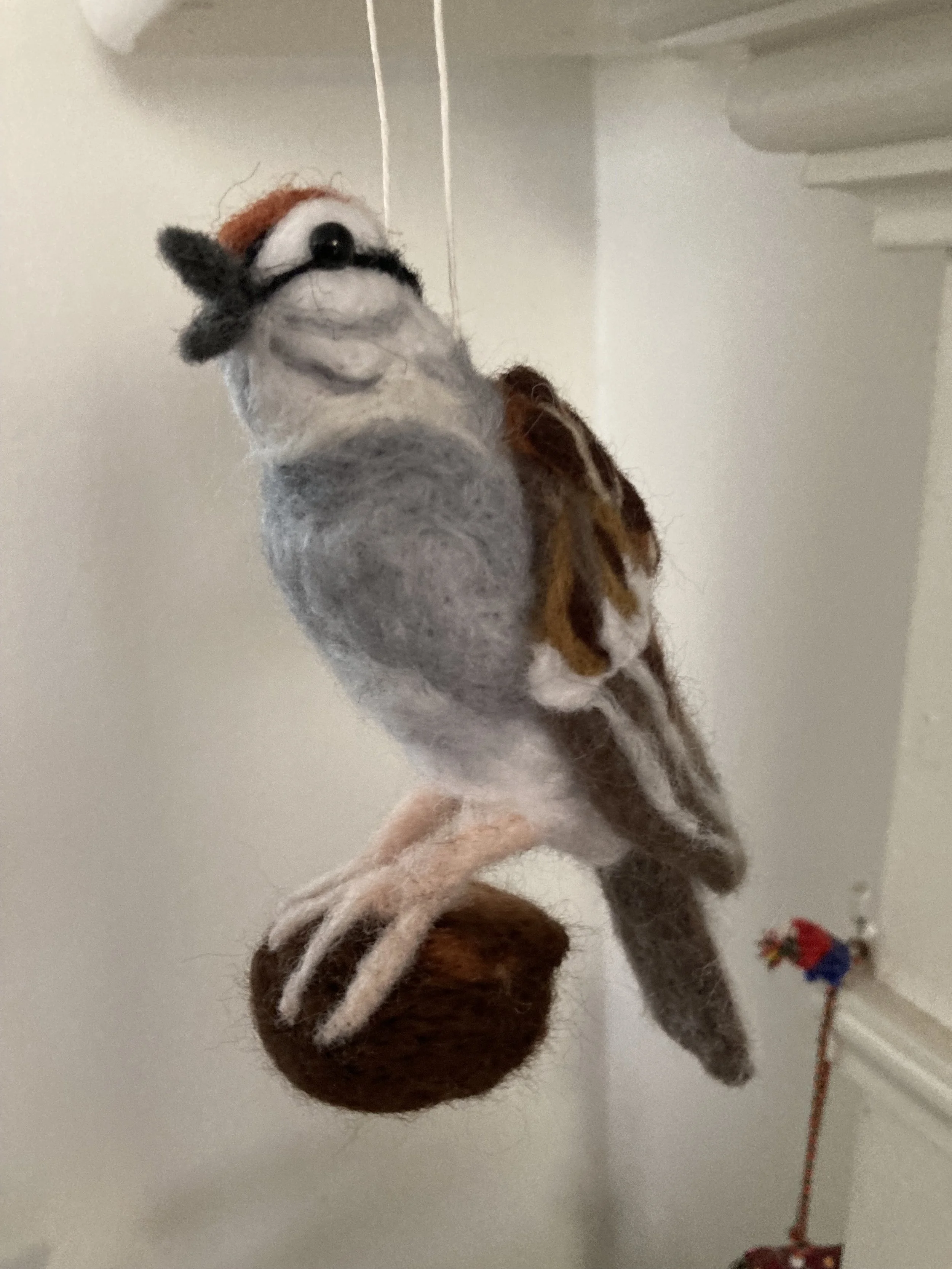 singing chipping sparrow