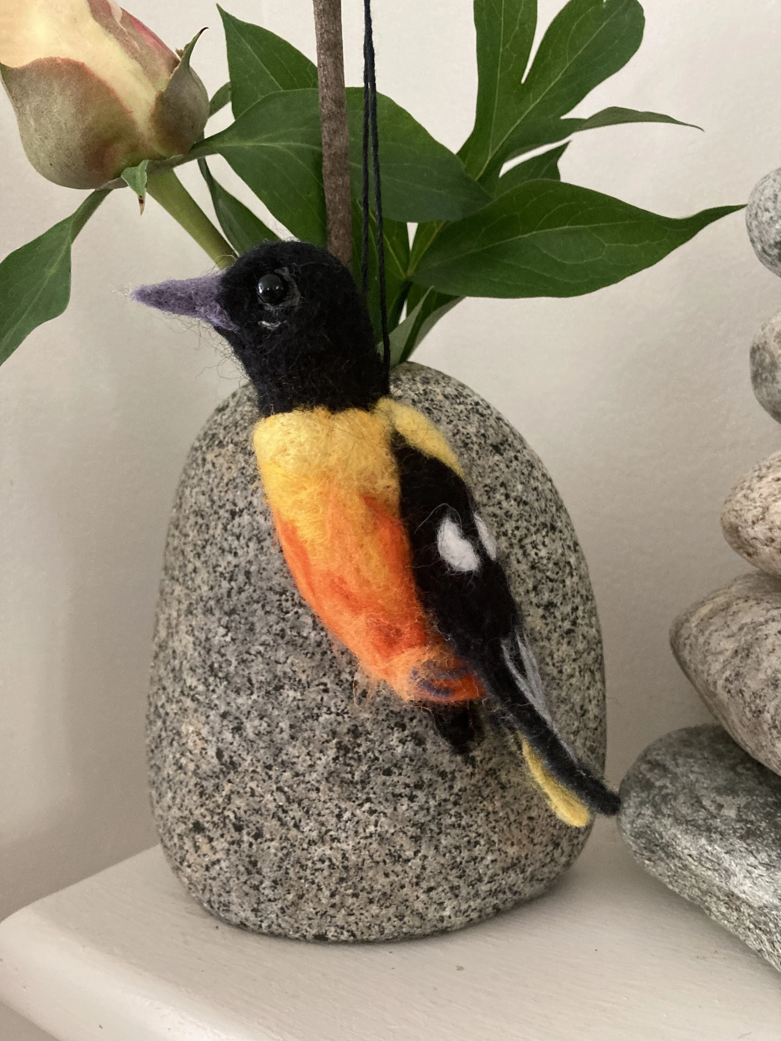 baltimore oriole