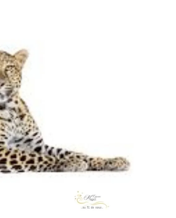 Jeune léopard couchée sur un fond blanc, droite, regard profond.