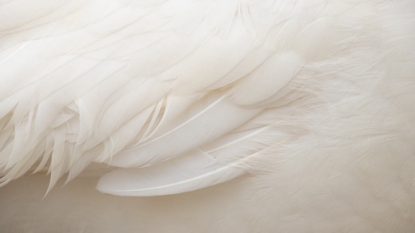 Une close-up de plumes blanches, avec des détails fins et délicats.