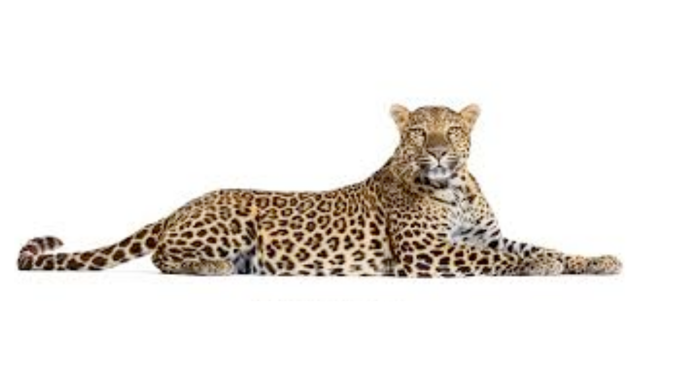 Un léopard allongé sur un fond blanc, regard profond.