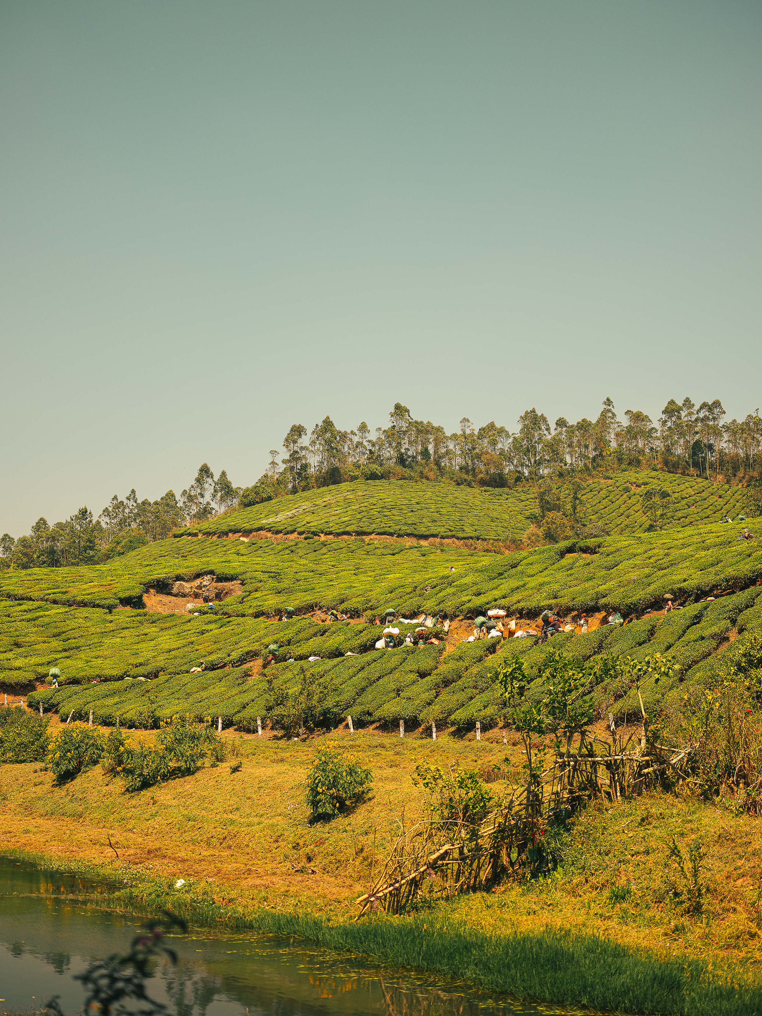 Hilly landscape with lush green tea plantations and workers picking tea leaves, near a small water body. Tea field in Kerala