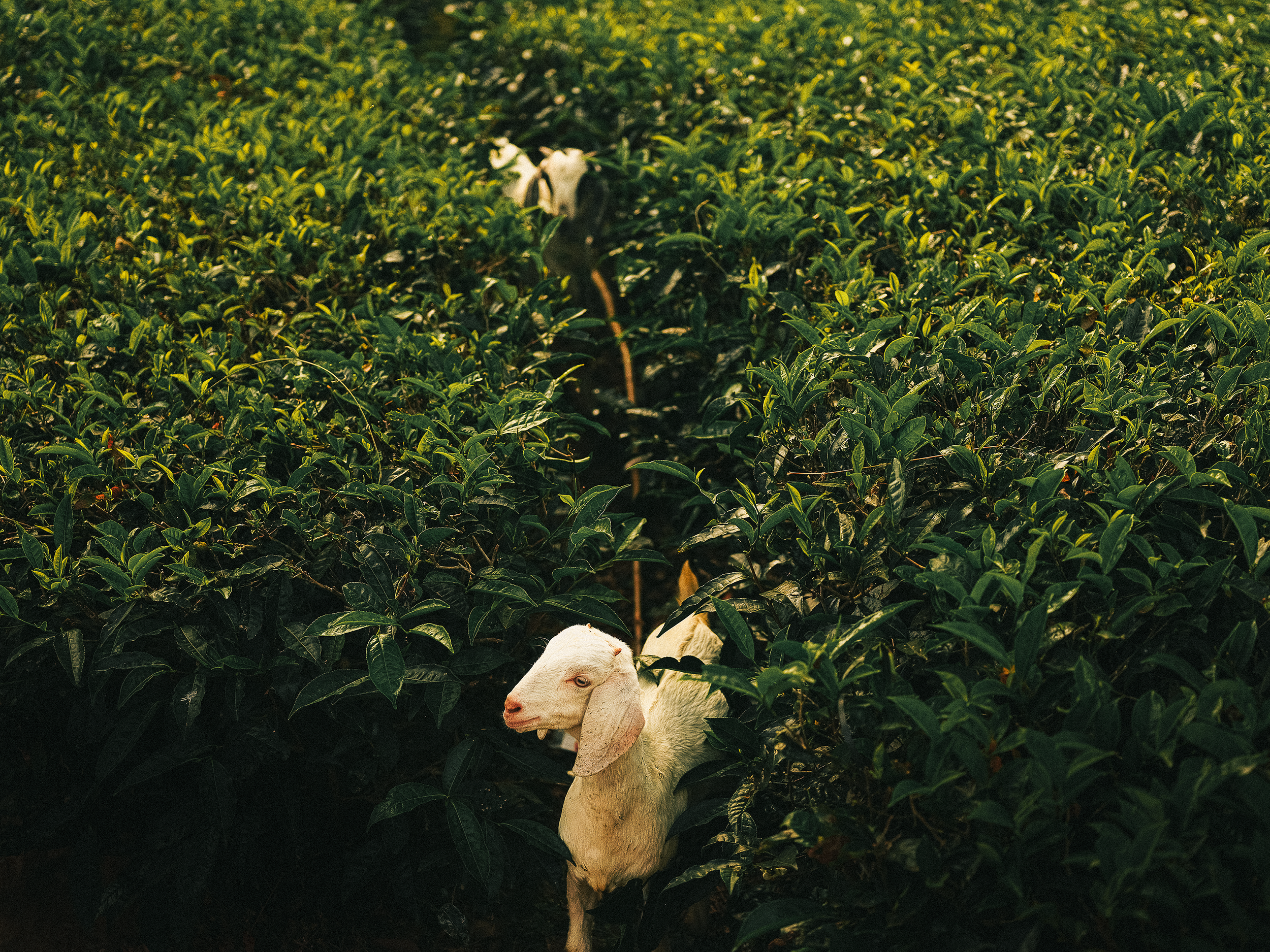 A white goat standing among green tea plants in a tea plantation close to Munnar, Kerala