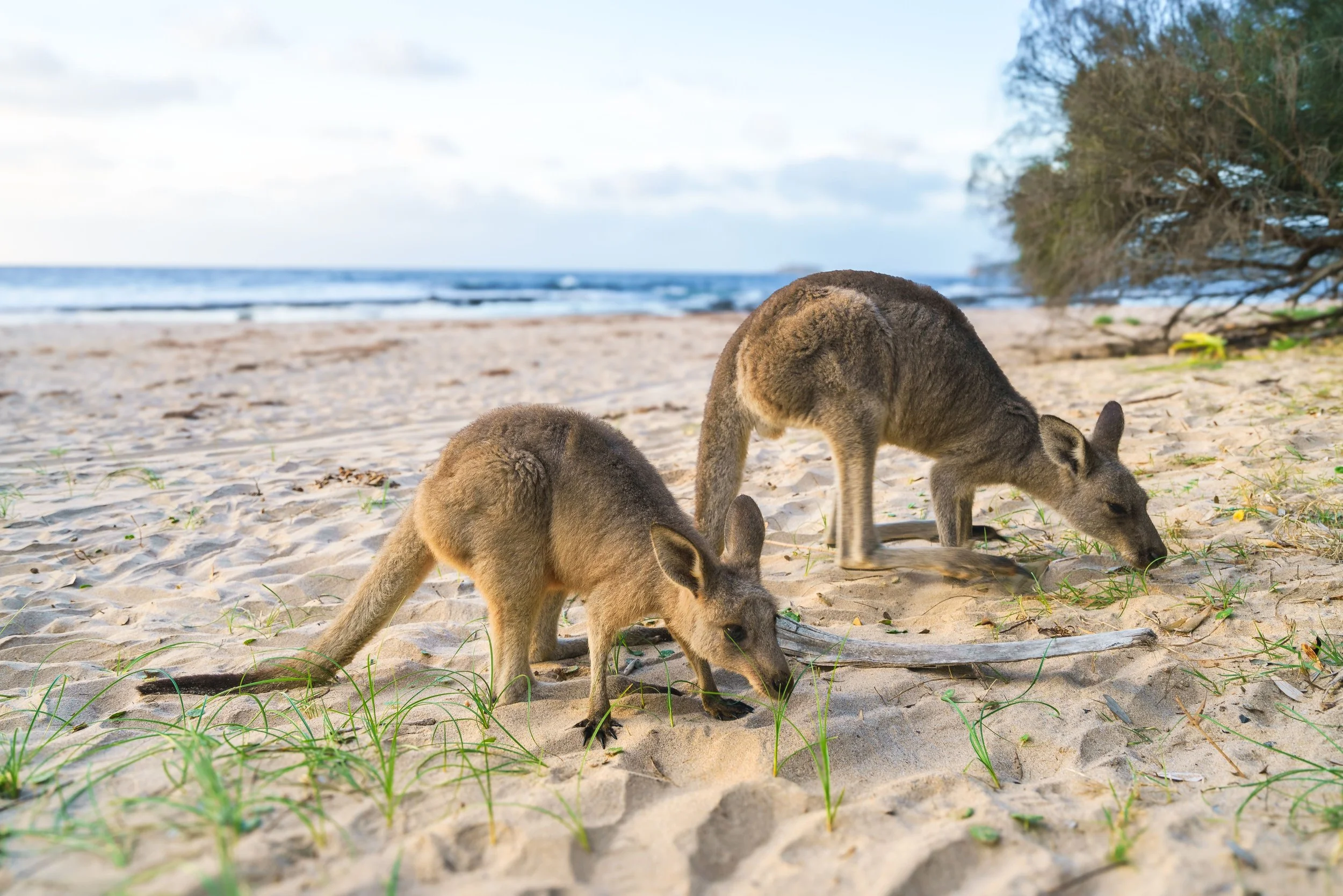Kangaroos on the beach in Australia