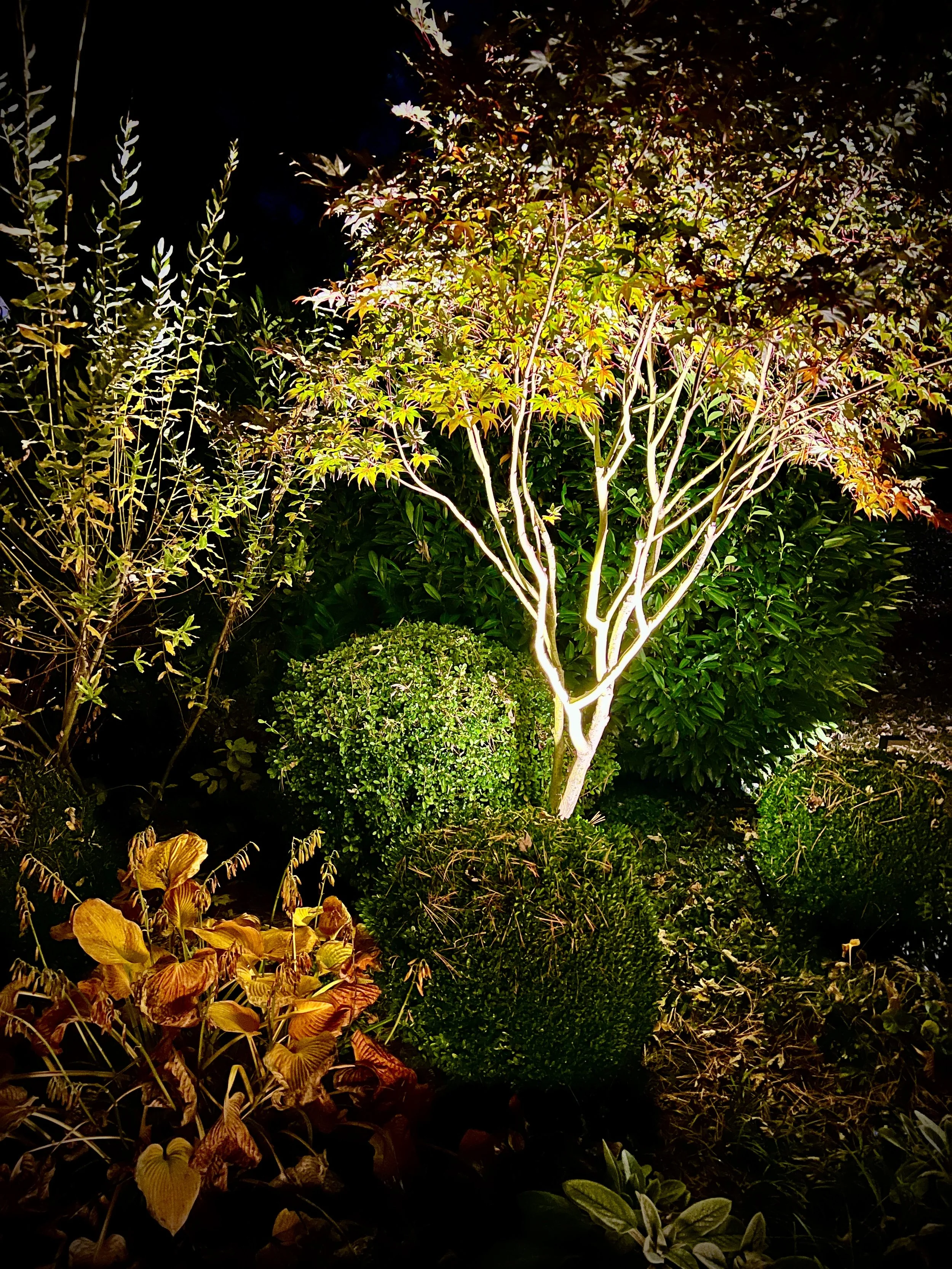Low Effort, Big Impact. Easy Landscape Lighting