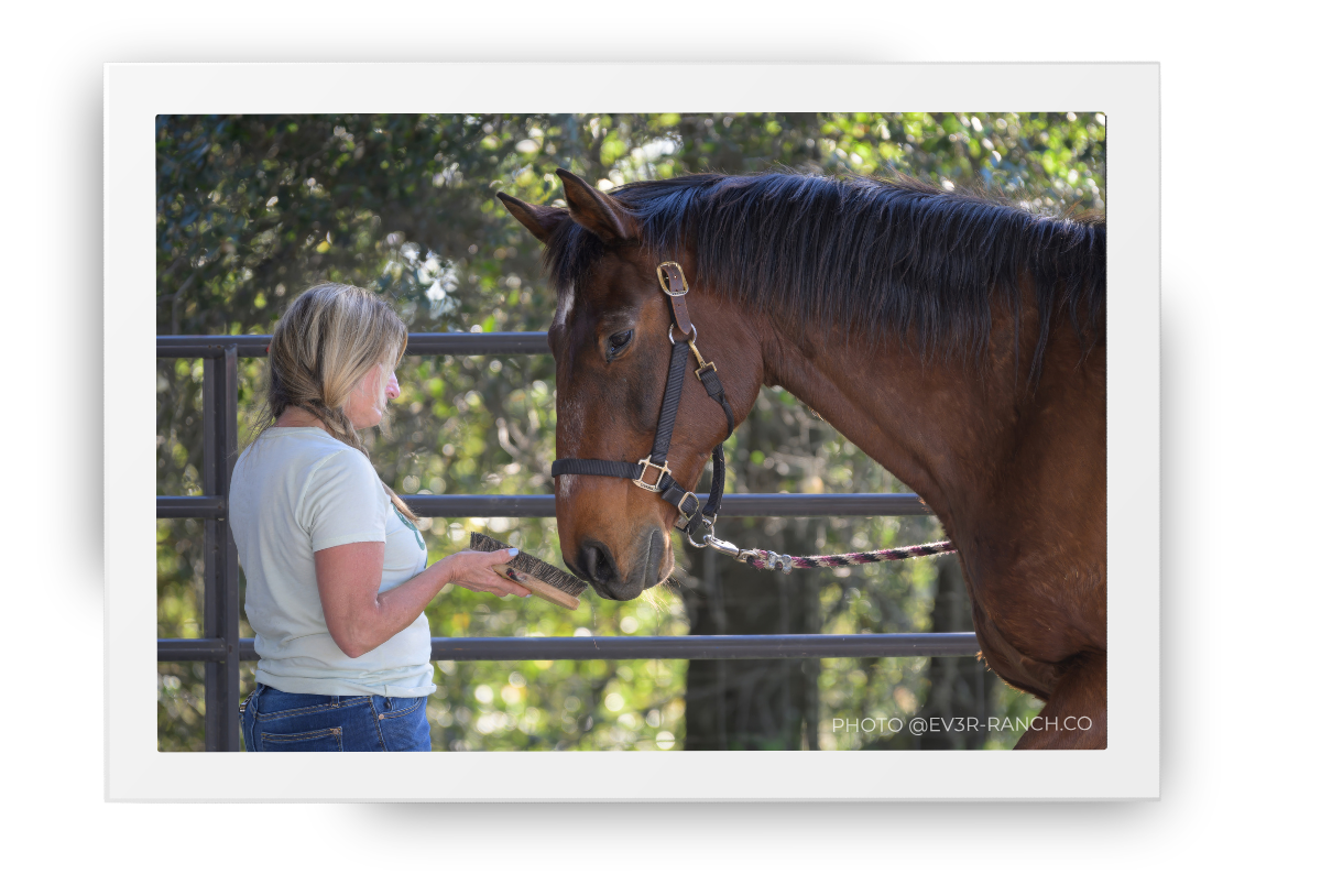 A woman presenting a grooming brush to a large bay horse who is sniffing the brush.