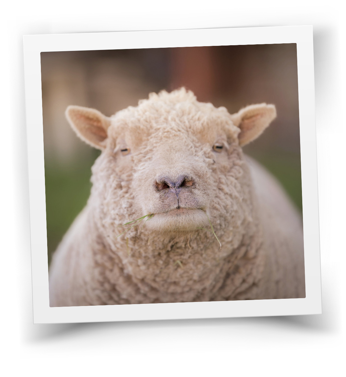 Lily the sheep resting quietly at HorseSpeak at Cowgirl Up Ranch, embodying calm presence.