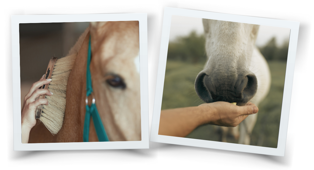 Two images showing someone grooming a horse and reaching out to a horse with a treat.
