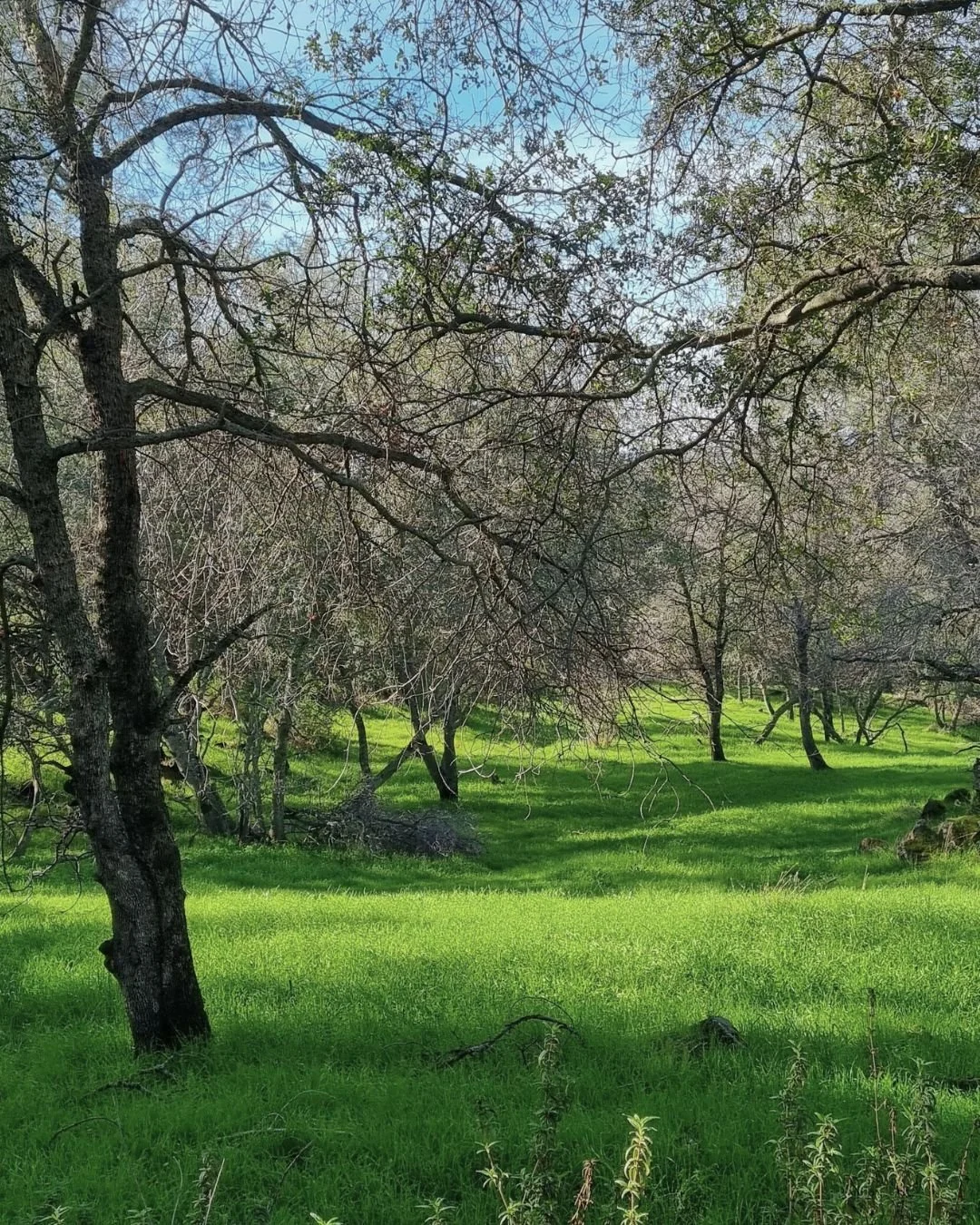 This is the meadow beyond the arena &mdash; and this time of year, it&rsquo;s alive.

Green stretching out in every direction.
Light moving through the trees.
Space that invites you to breathe a little deeper without thinking about it.

Nothing here 