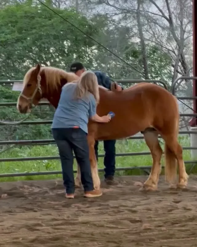Need a place to slow down?
Come spend time brushing horses, standing with them, and getting a feel for how your body settles when things slow down.

We&rsquo;ll show you what to notice &mdash; your breathing, your pace, how the horses respond &mdash;
