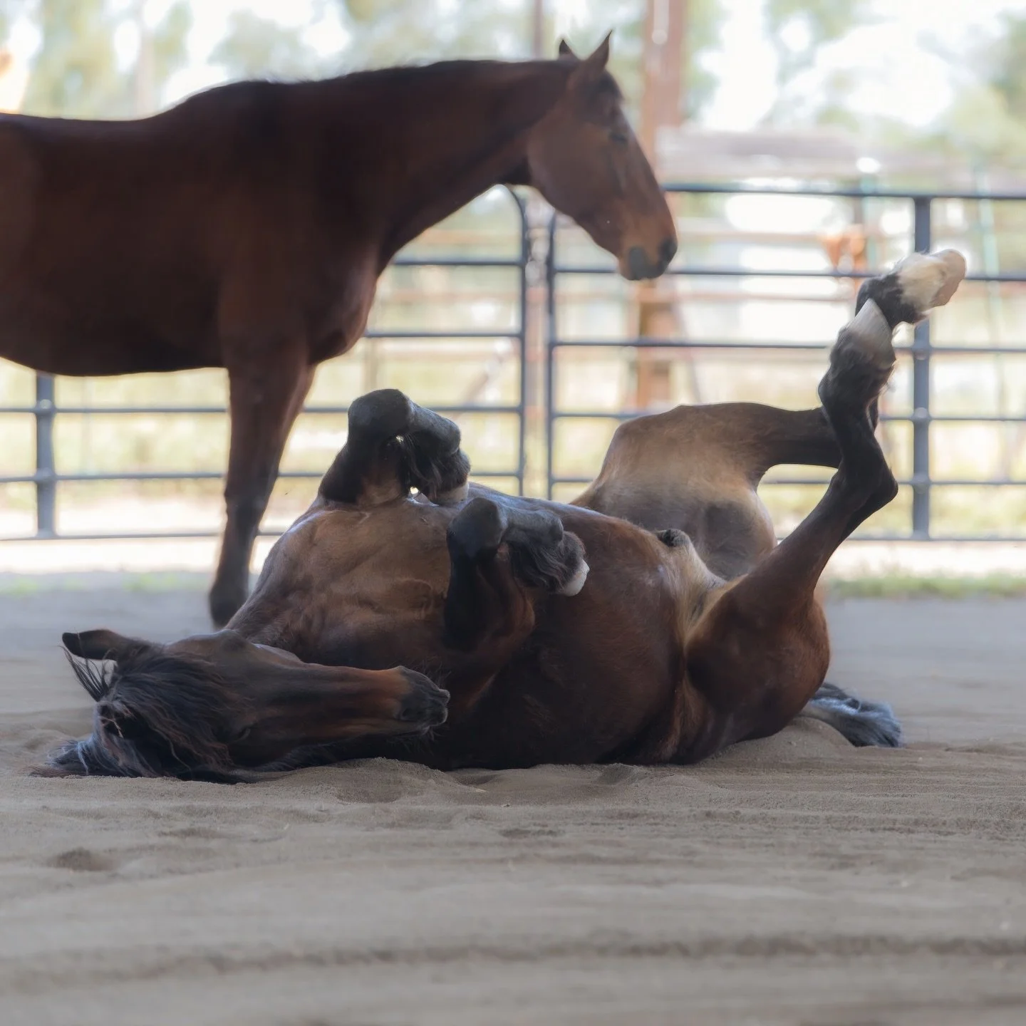 Sometimes healing looks like this: dropping our guard, rolling in the sand, and letting a trusted friend stand watch while we remember how to feel safe in our own body again. 🐴💛

📸 by Stephanie @ev3r_ranch_co 

#HorseSpeak #HorsesThatHeal #TraumaI