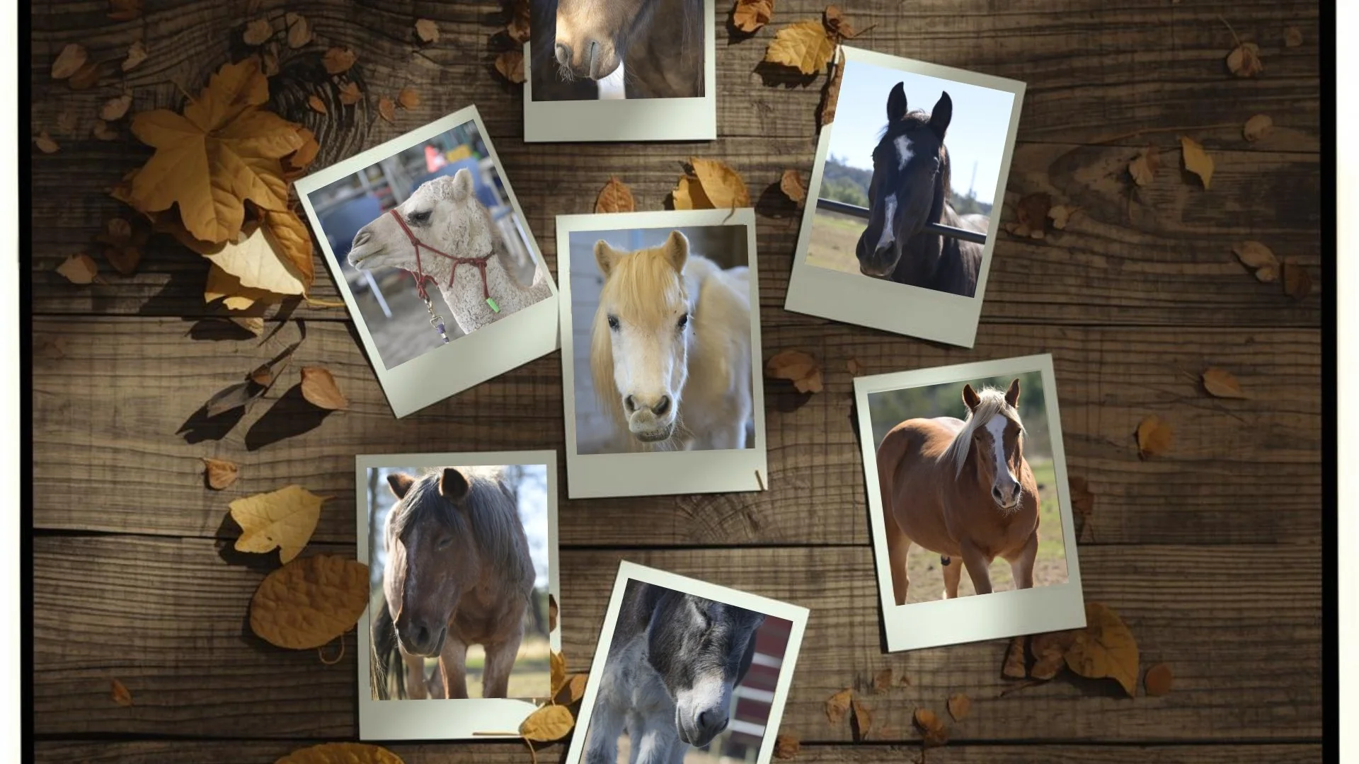 Polaroid-style photos of ranch animals arranged on weathered wood with autumn leaves. Images show horses, a sheep, and a donkey looking toward the camera.