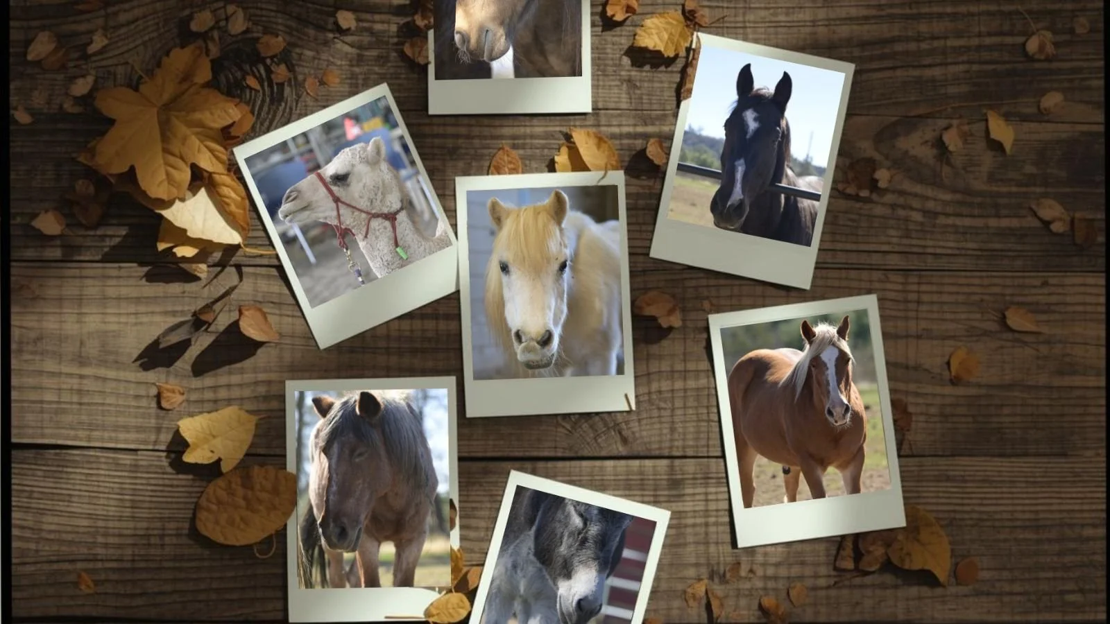 All About Animals — Family Fun Day