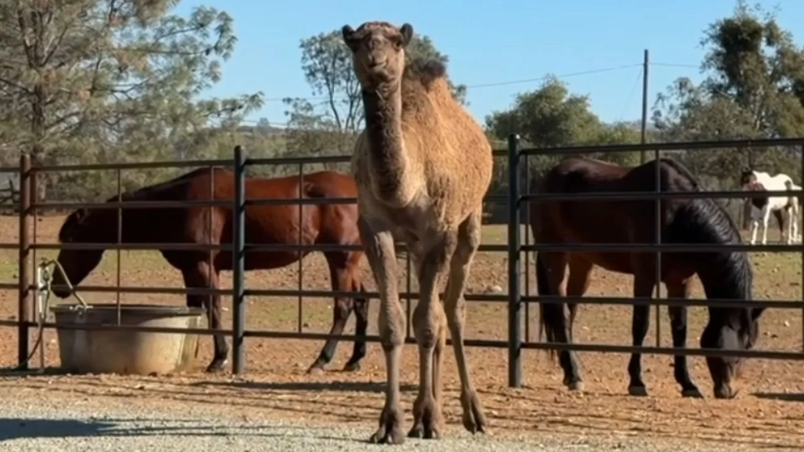 All About Animals — Family Fun Day