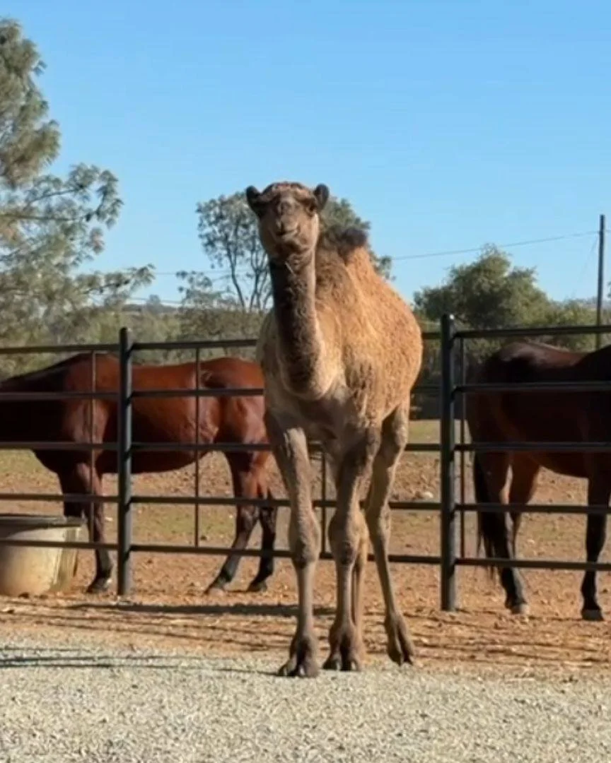 We're opening up the ranch on Saturday May 30 for a family fun day &mdash; and we'd love to see you there!

All About Animals is a drop-in morning where you get to meet the whole crew. Rocco, Sully, Lil' Bit, Jack, Lily, Julian the emu, and more. Bri