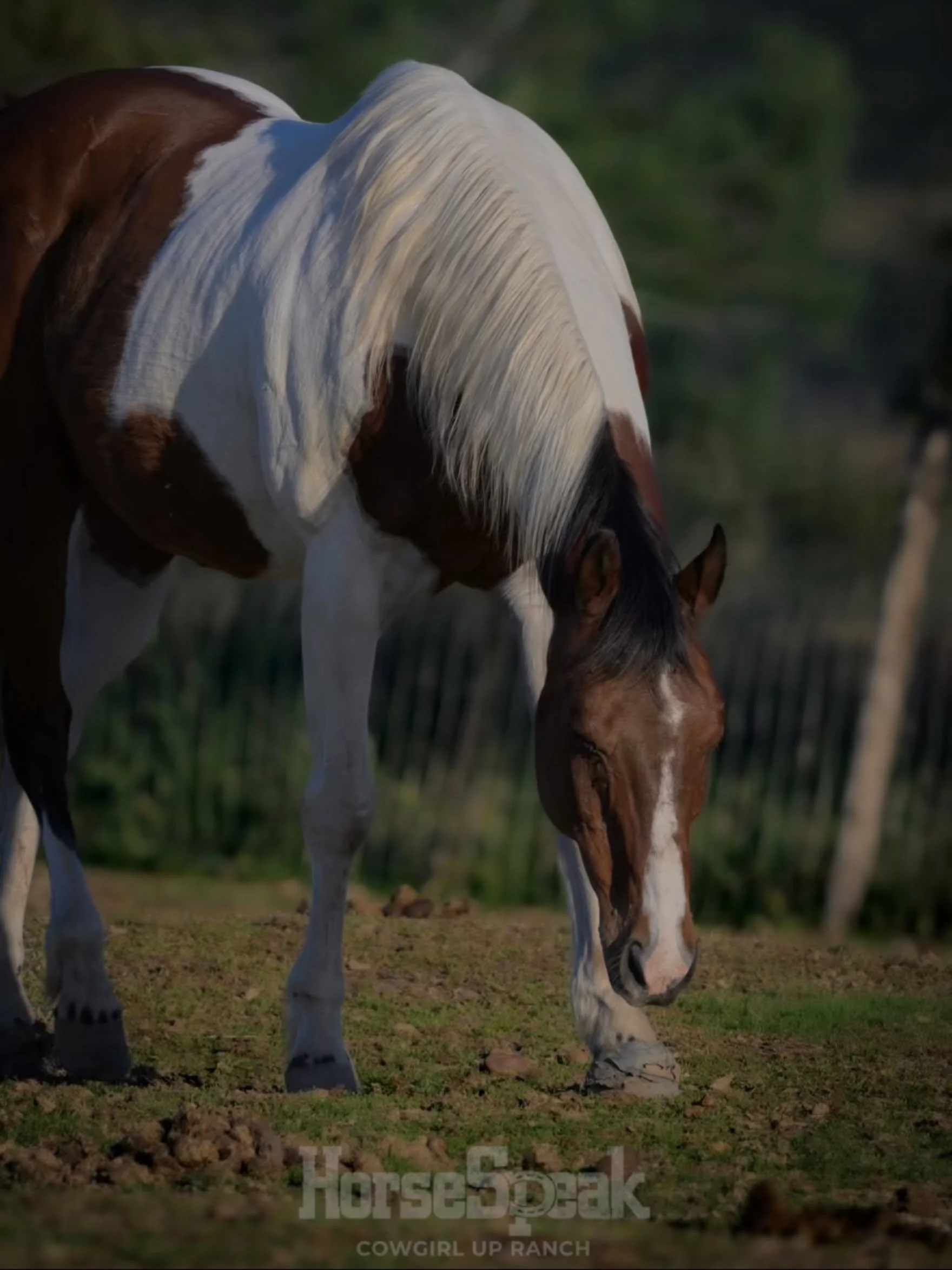 A thousand pounds of pure presence.

📸 by @ev3r_ranch_co 

#HorseSpeak #healingwithhorses #mindfulness #horsesofinstagram #peacefulpresence