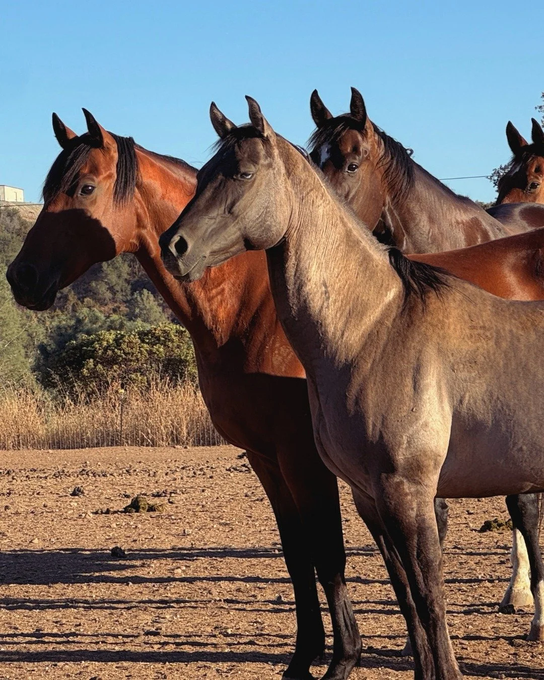 A horse is never really alone.

In a herd, every one of them stays aware of the others - who's calm, who's uneasy, who's keeping watch. Safety isn't something they find on their own. They build it together.

We're not so different. We settle when we 
